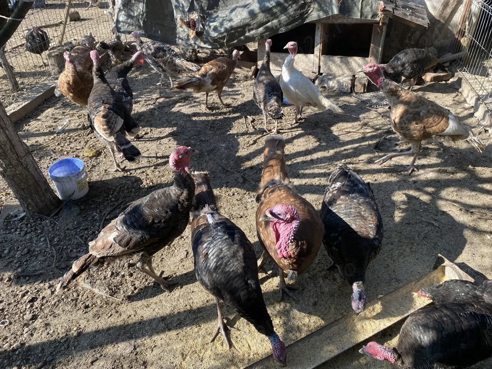 Curci de casă crescute natural