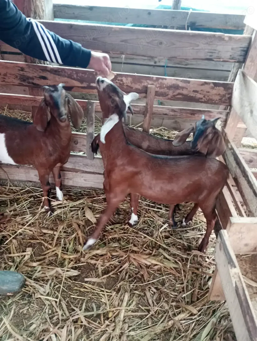 Ieduțe de vanzare angro nubian Ieduțe de vanzare angro nubian