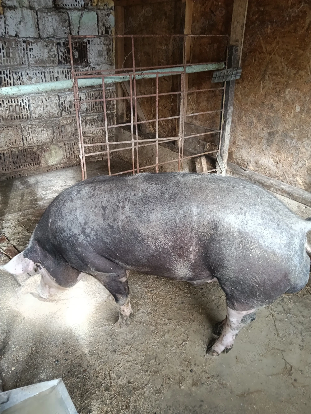 Vier pietrean 11luni in jur la vei 140 kg