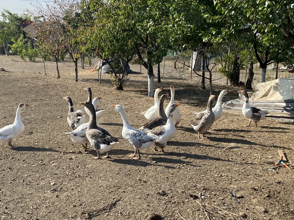 Gâște de casă crescute natural Gâște de casă crescute natural