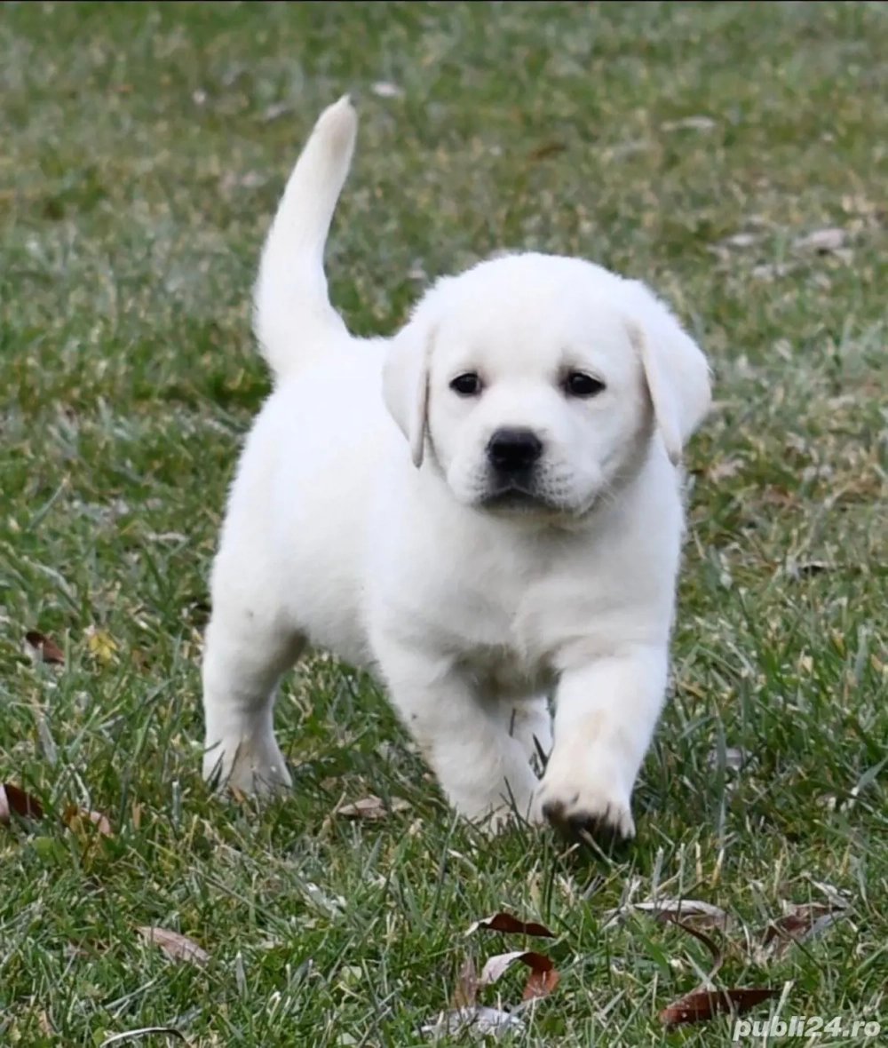 labrador retriever pui labrador retriever pui