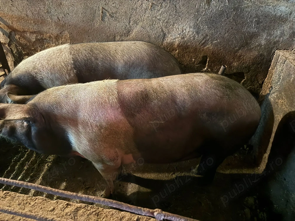 De vânzare porcii grasi De vânzare porcii grasi