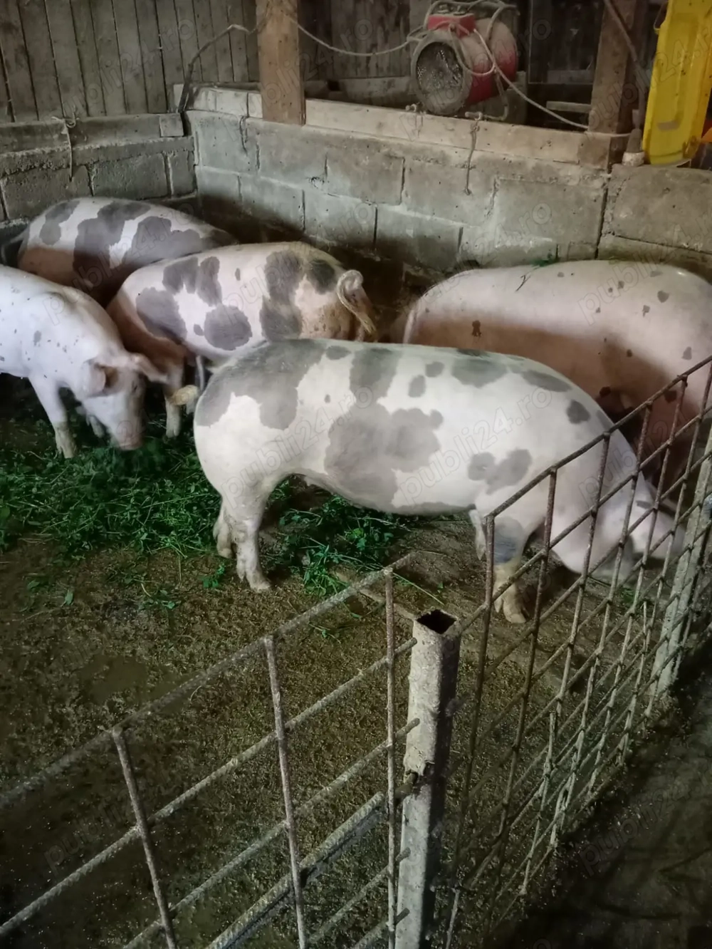 Porci de vânzare din propria gospodărie 