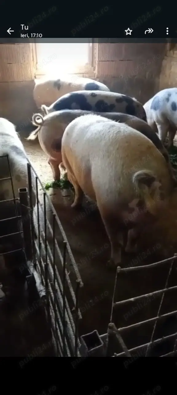 Porci de carne pietrain cu duroc Porci de carne pietrain cu duroc