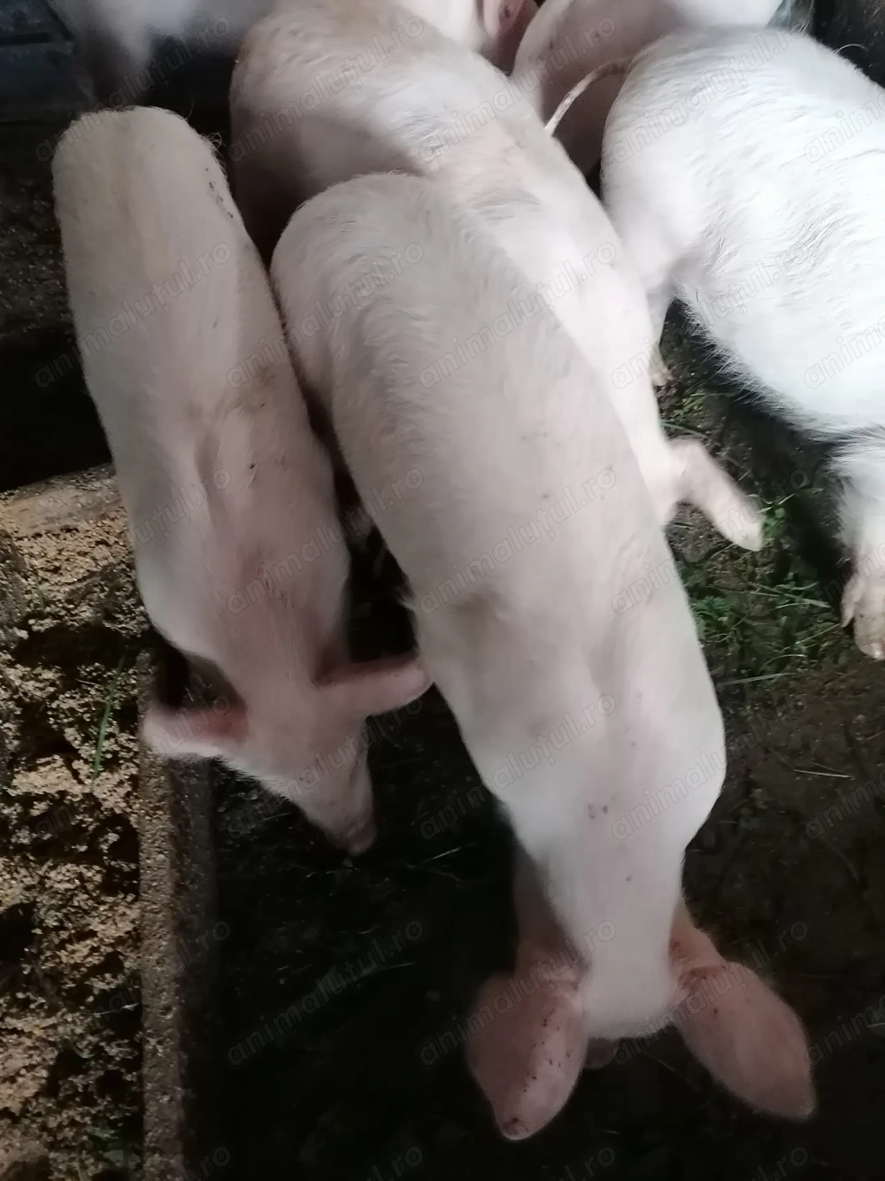 De vânzare purceluși 