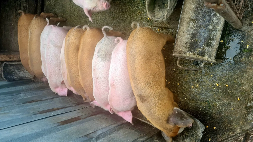 Vând purcei de 8 săptămâni (Samboleni)tel Vând purcei de 8 săptămâni (Samboleni)tel