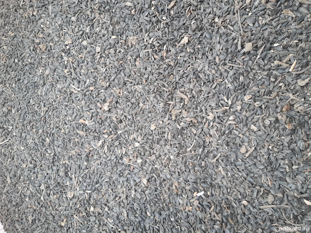 Vand 500 kg de floarea soarelui 