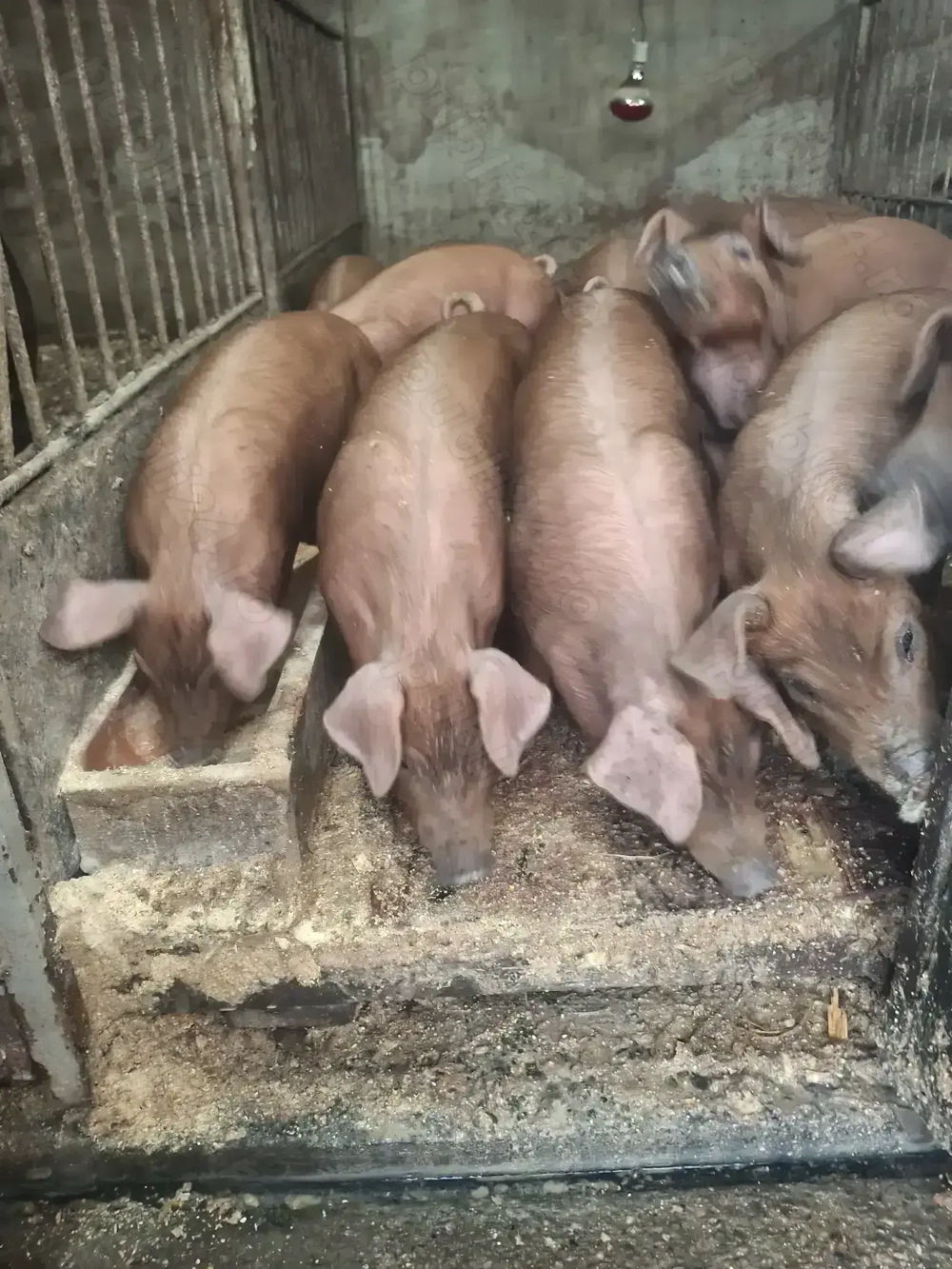 Purcei durok Purcei durok