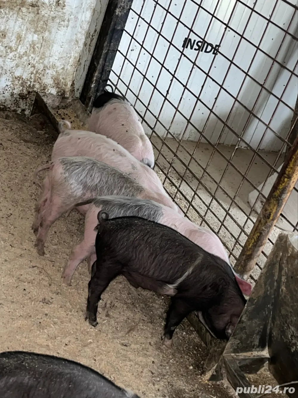 purcei de 8 saptamani