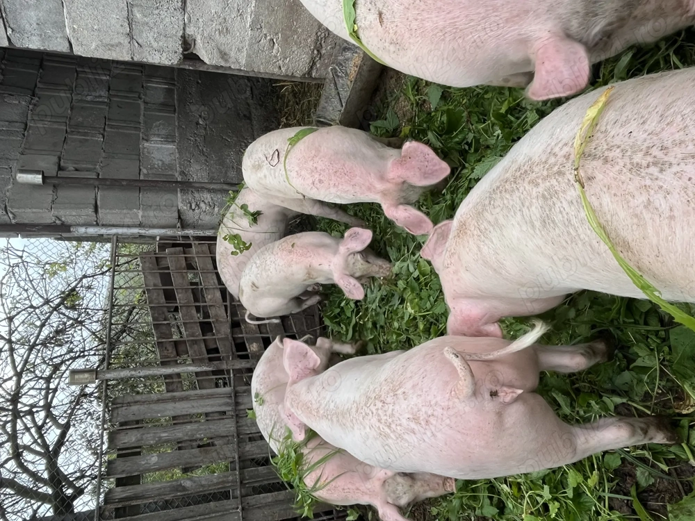 Vând șoldani de 6 luni! Vând șoldani de 6 luni!