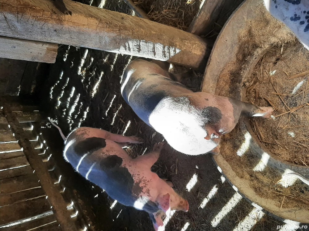 Vand grasuni Vand grasuni