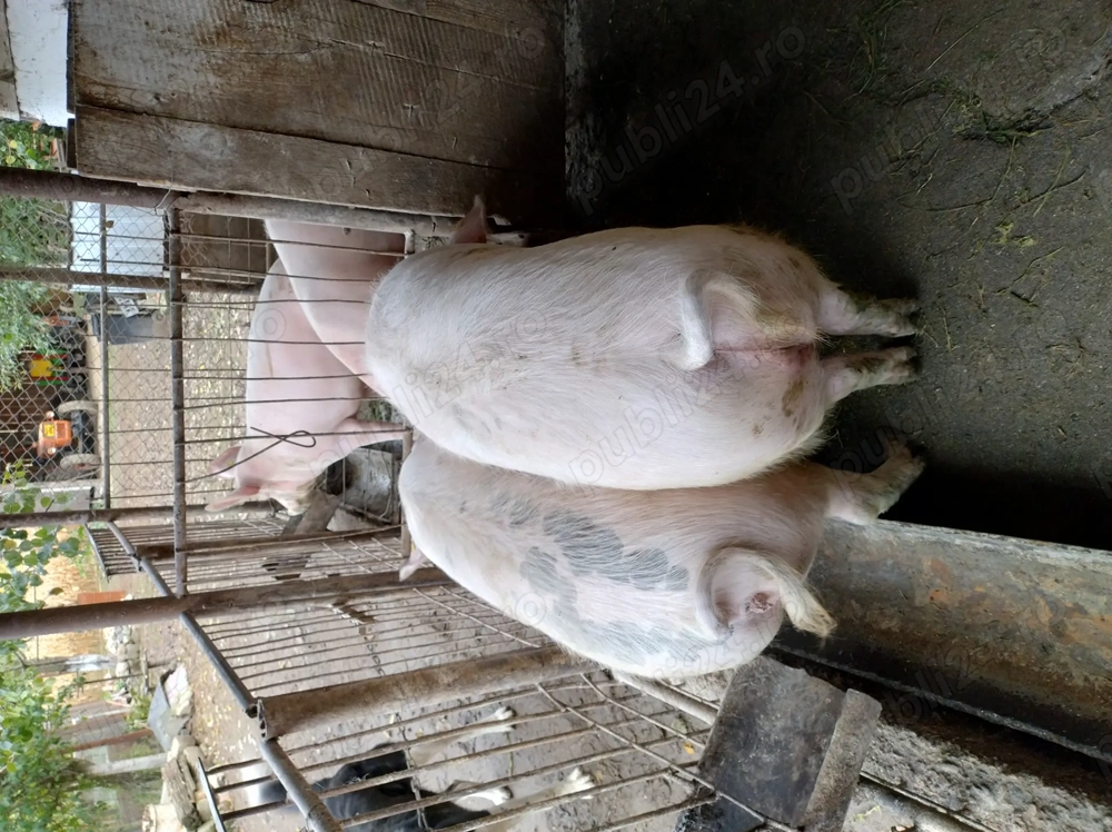 Porci grași de vanzare