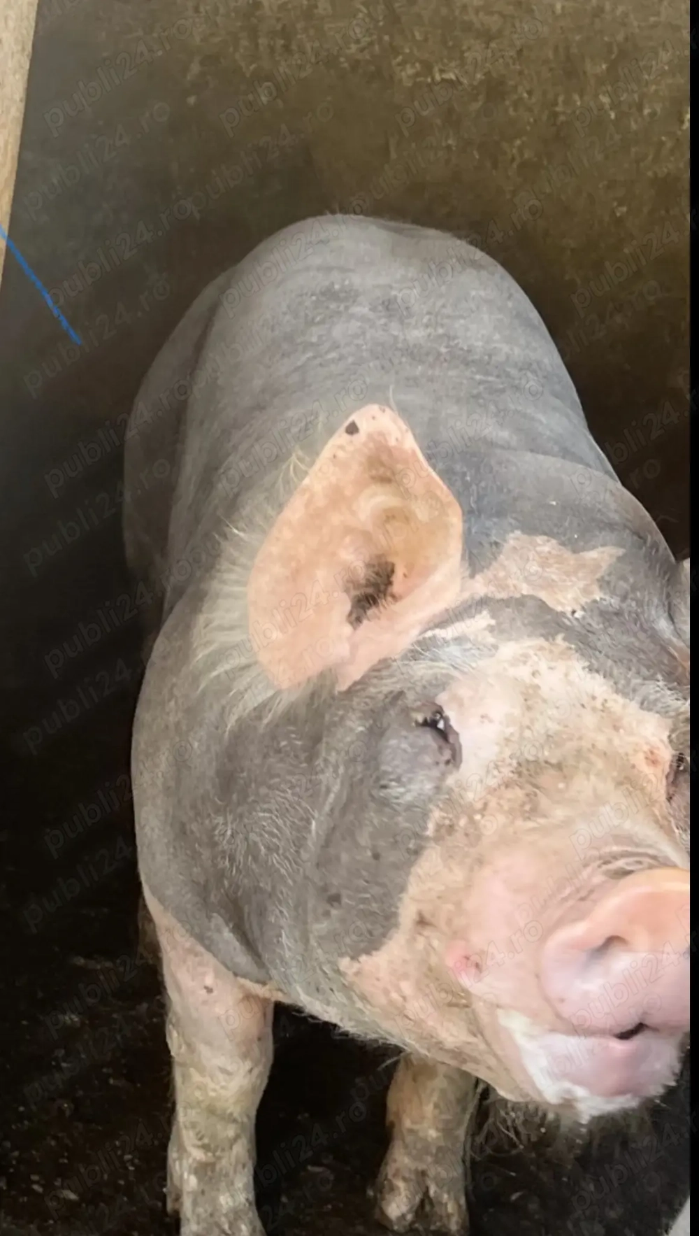 vier pietrain vier pietrain