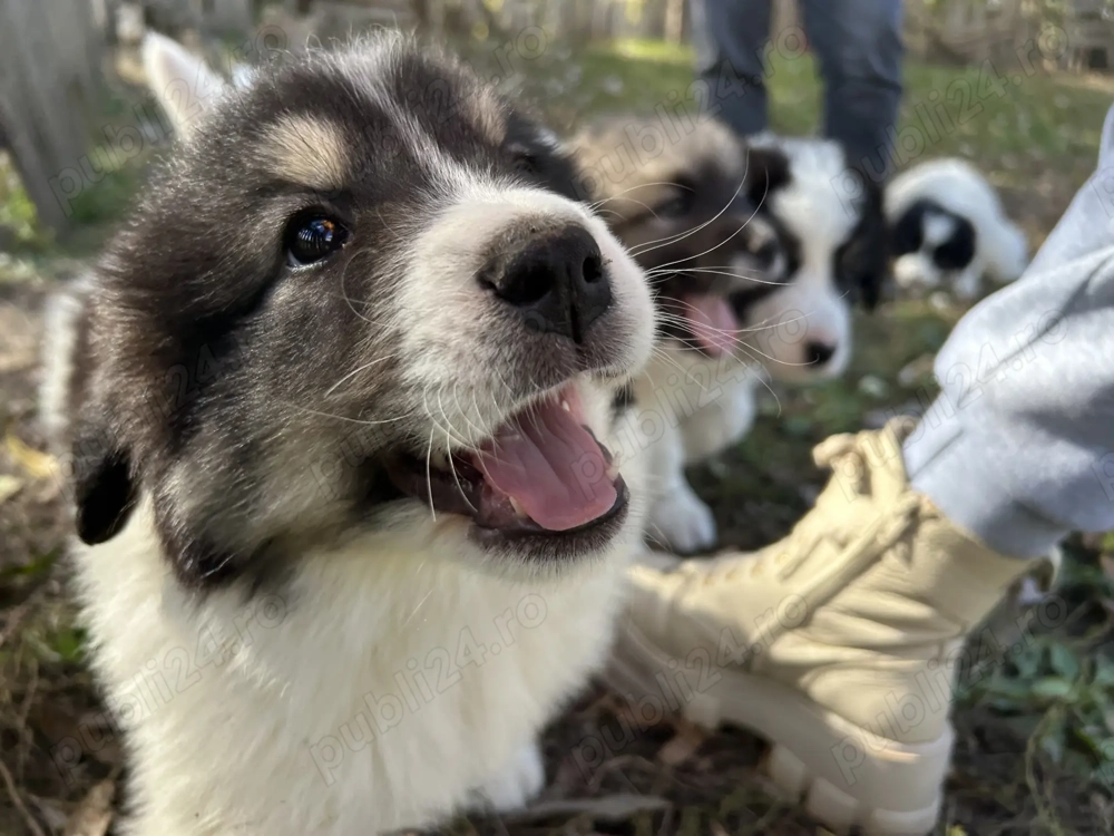 Căței Ciobanesc de Bucovina