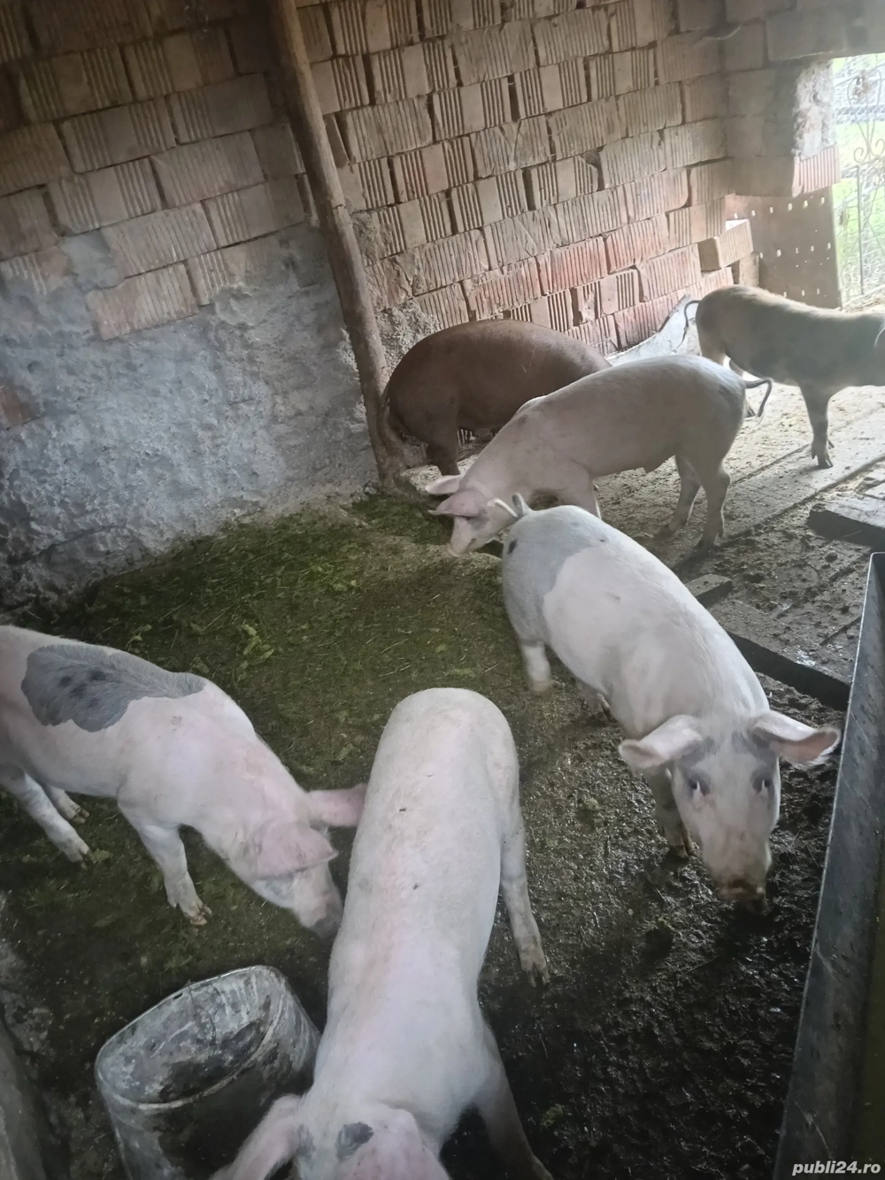 șoldanii de 4 luni  șoldanii de 4 luni