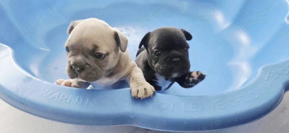 Puiuți bulldog francez caută căsuță 