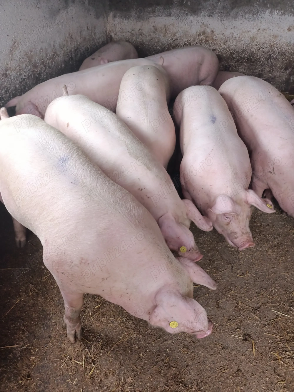 Vând porci de carne  Vând porci de carne