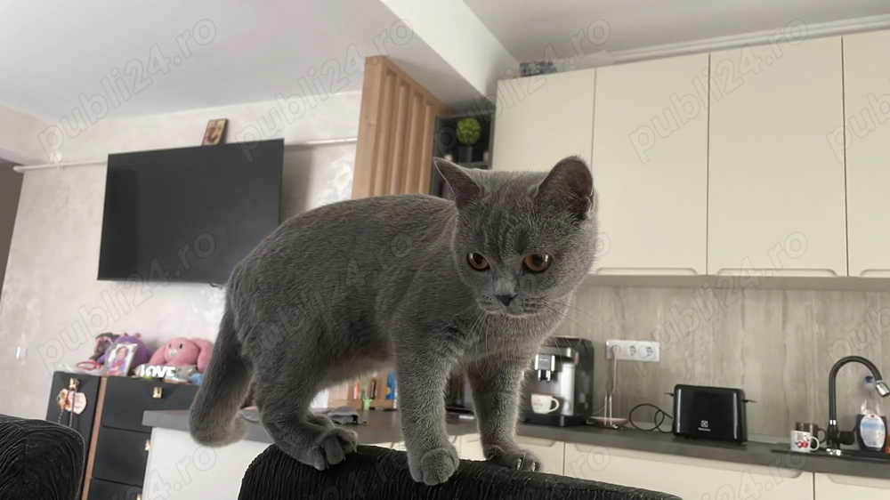 Pisicuta british short hair