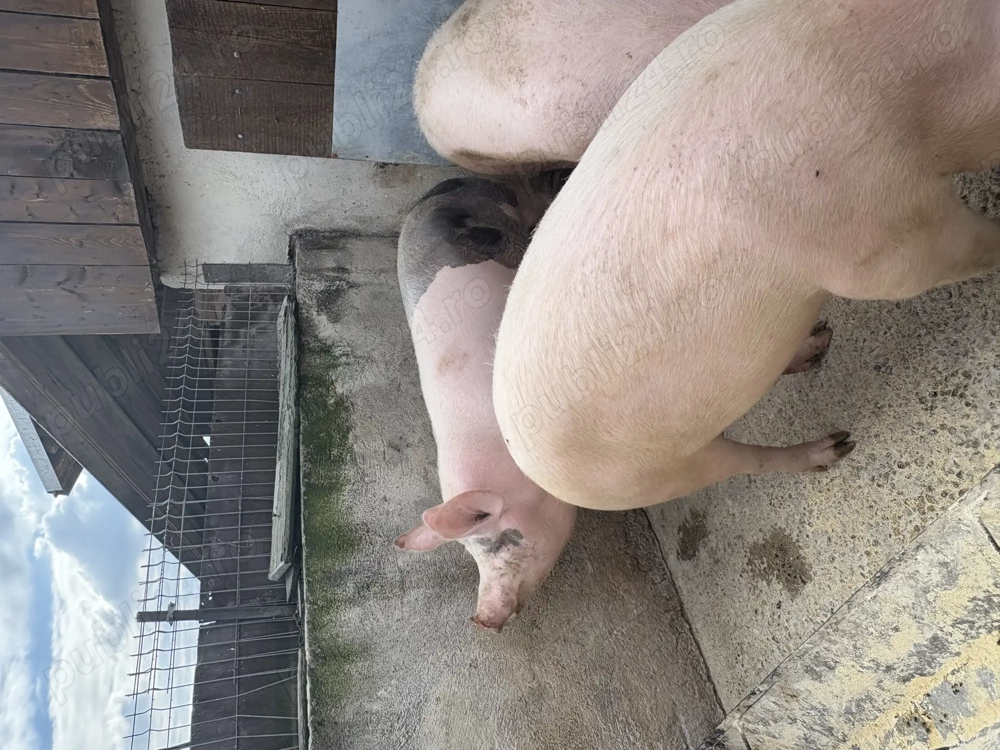 Vand porci de Craciun