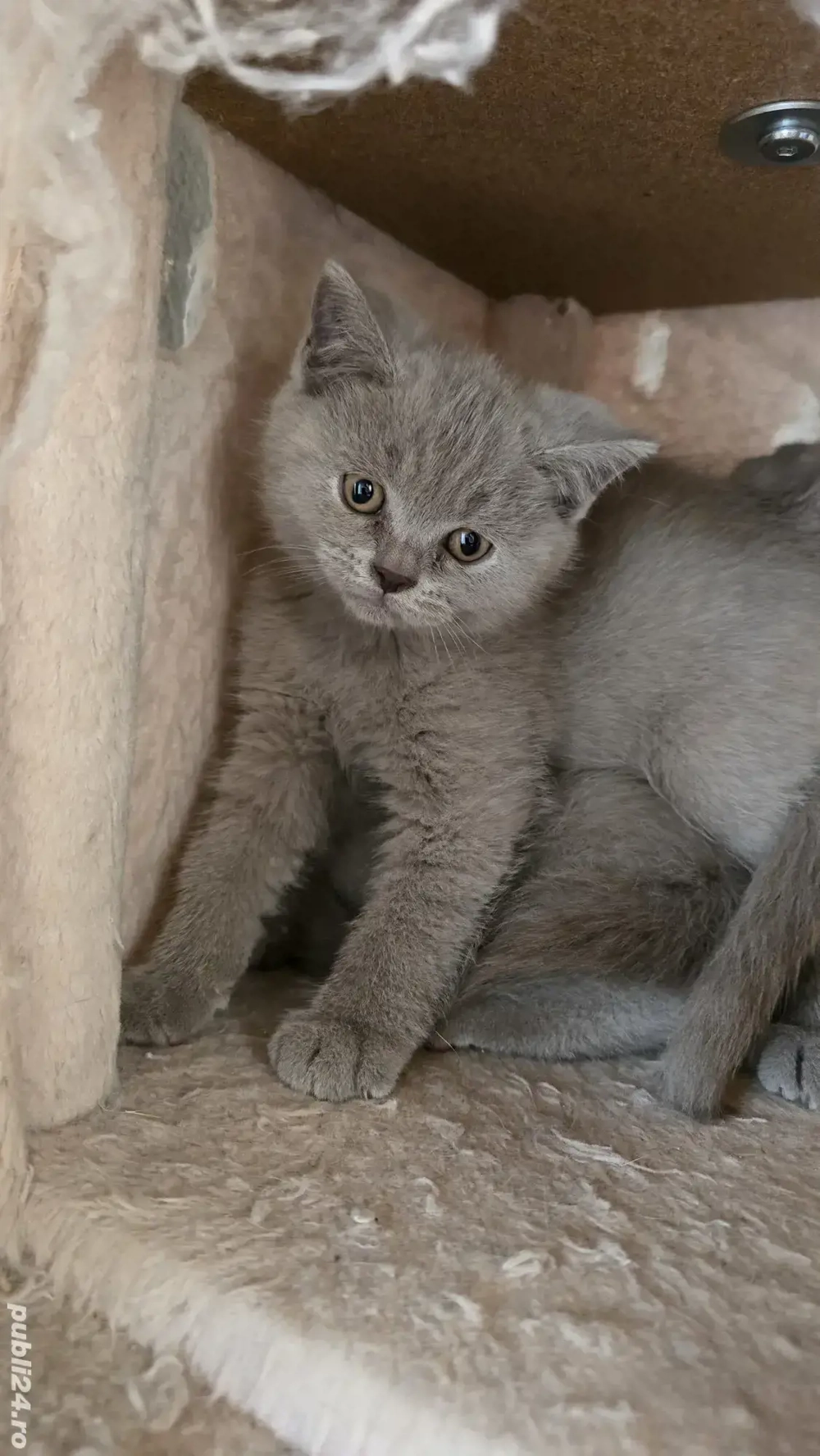 British shorthair lila British shorthair lila