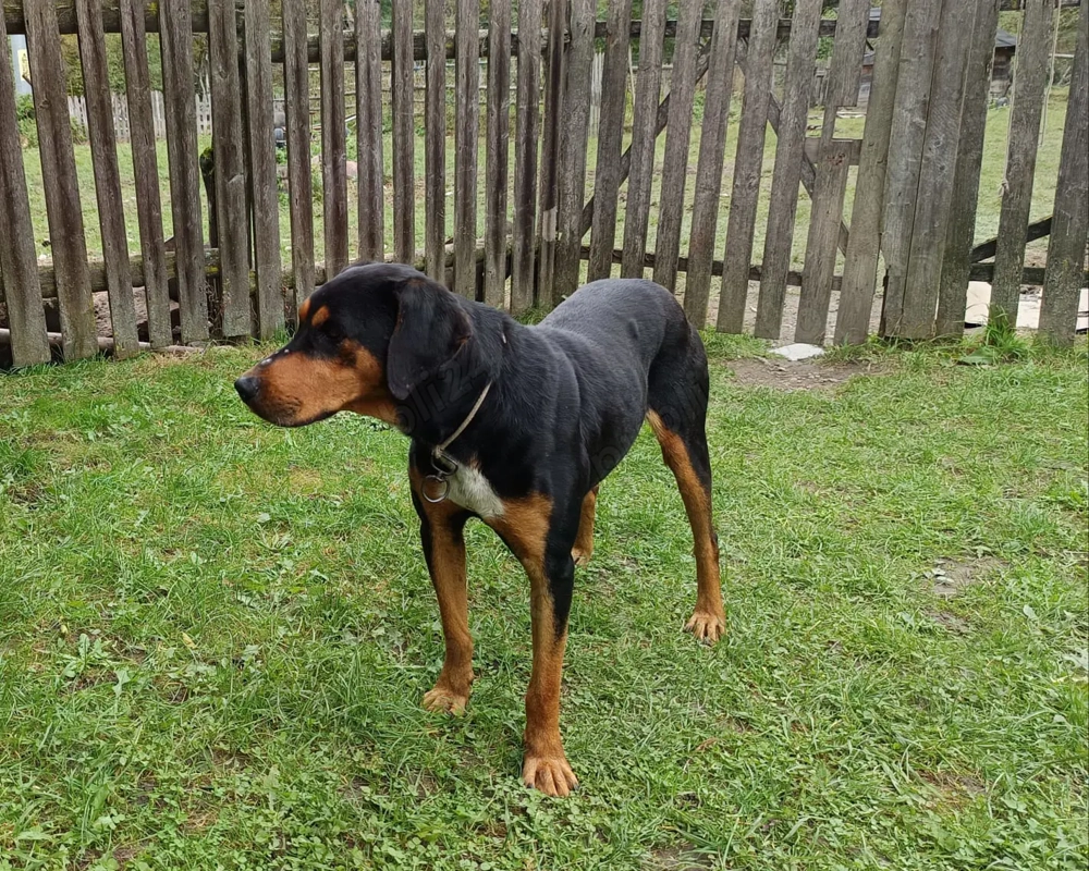 Vând câine de vânătoare  Vând câine de vânătoare