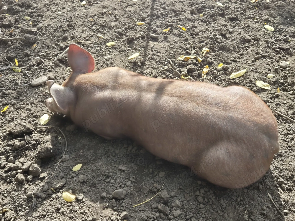 Purcei de vanzare Purcei de vanzare