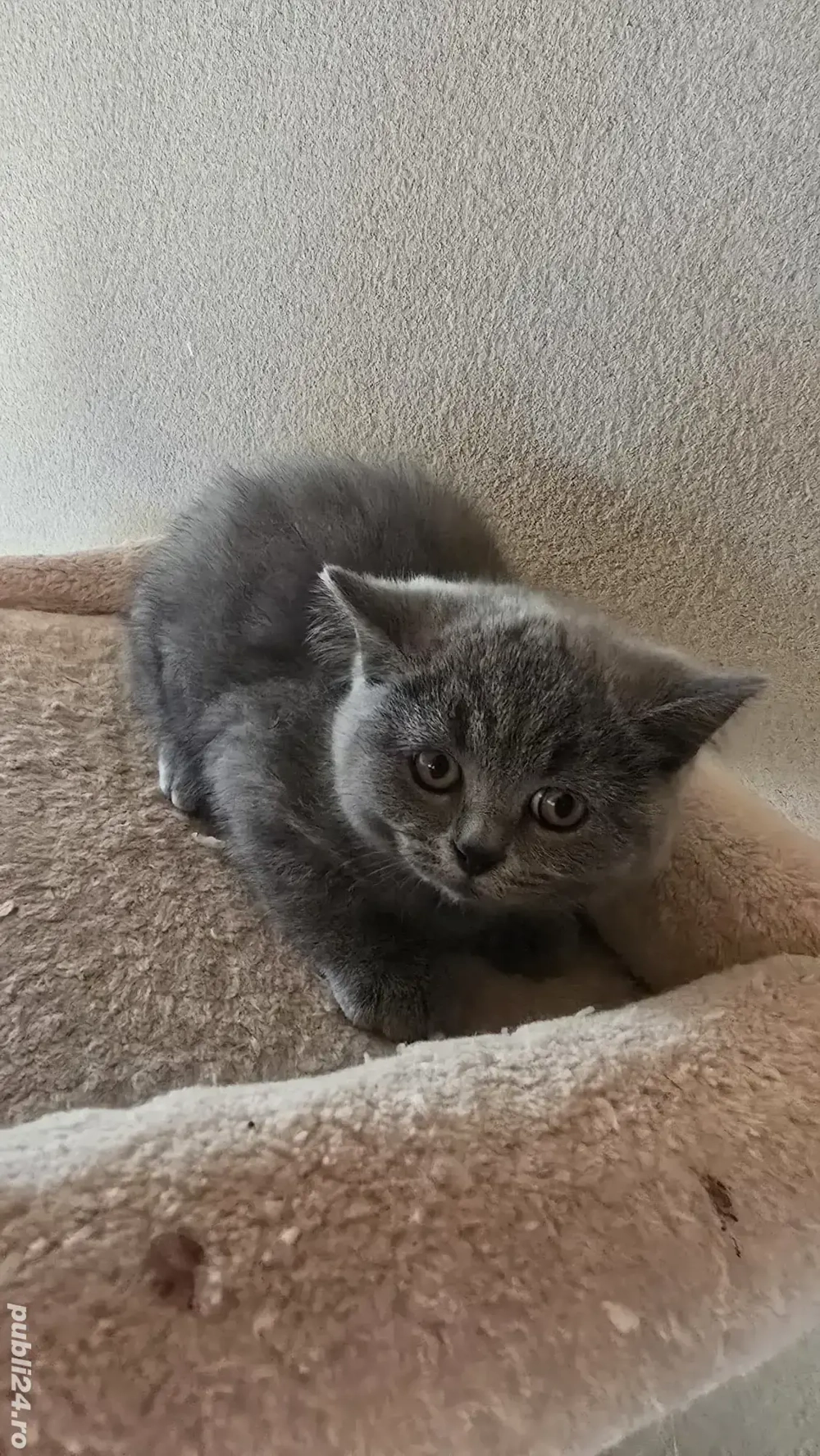 British shorthair blue  British shorthair blue