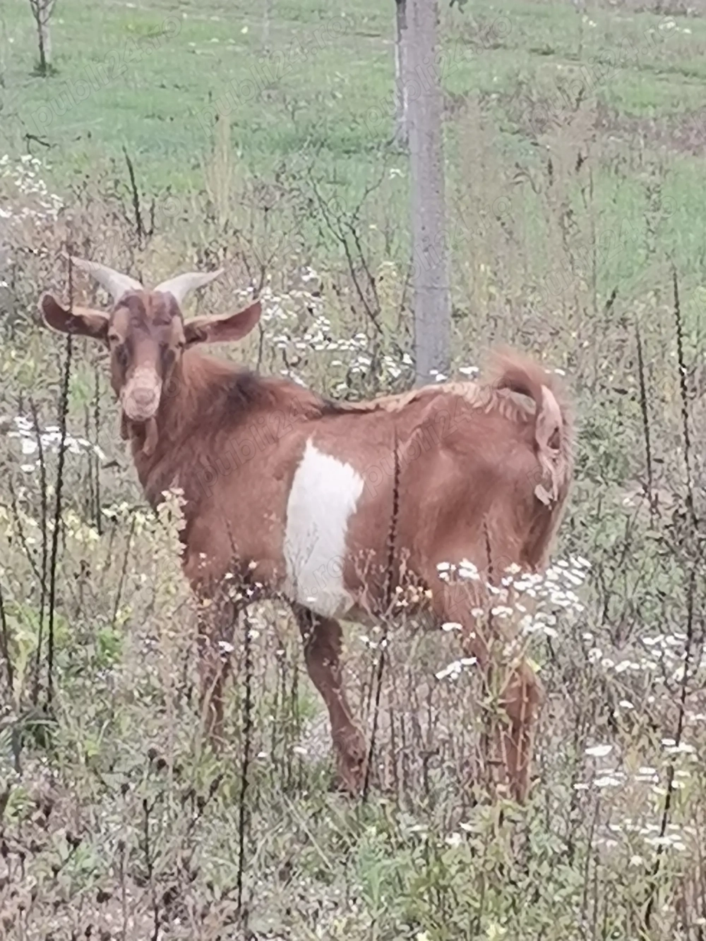 Vând țap de un an, metis alpin francez cu anglonubian