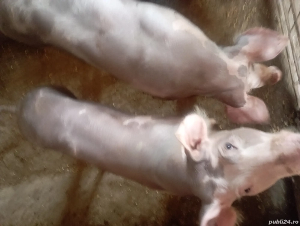 Porci petrani Porci petrani