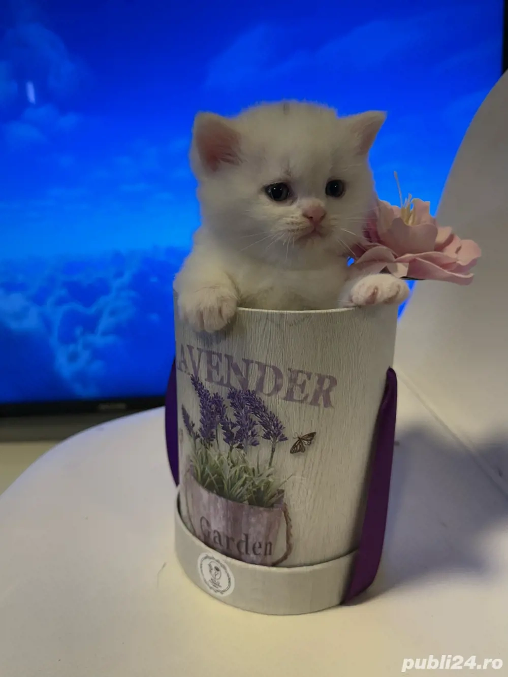 British Shorthair Alb