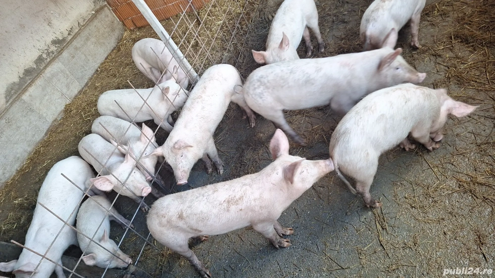 de vinzare porci .purcei