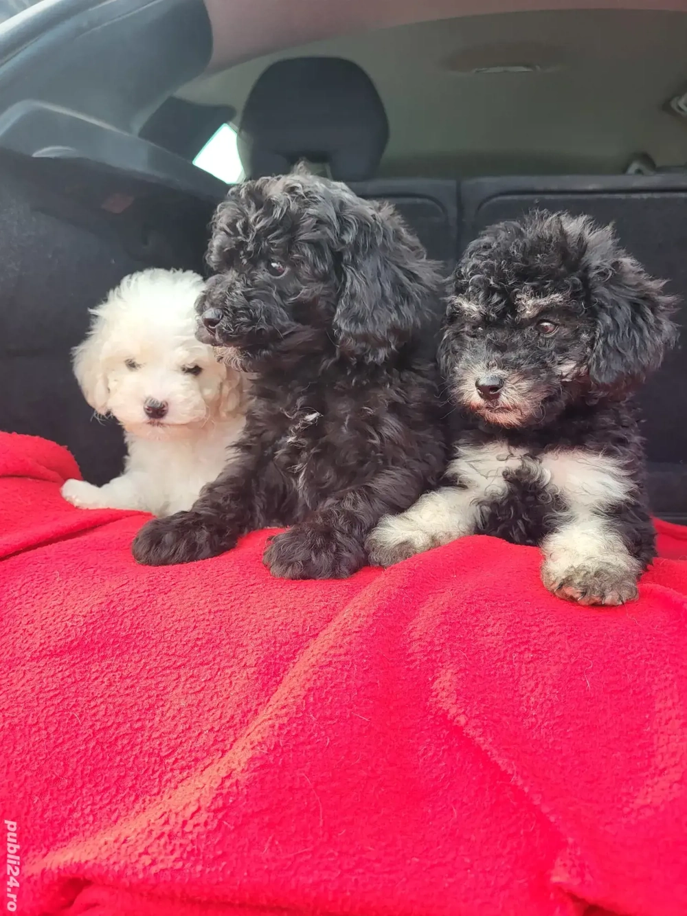 căței  pudel pitic