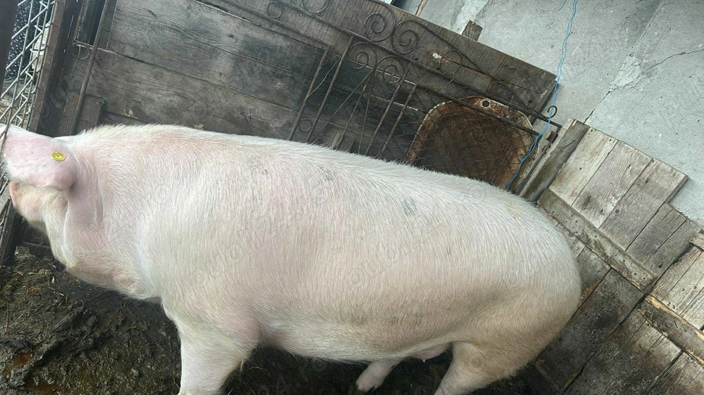 Vând porci 170-200kg Vând porci 170-200kg