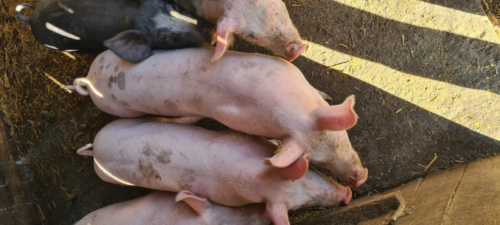 Vând grasuni marele alb Vând grasuni marele alb