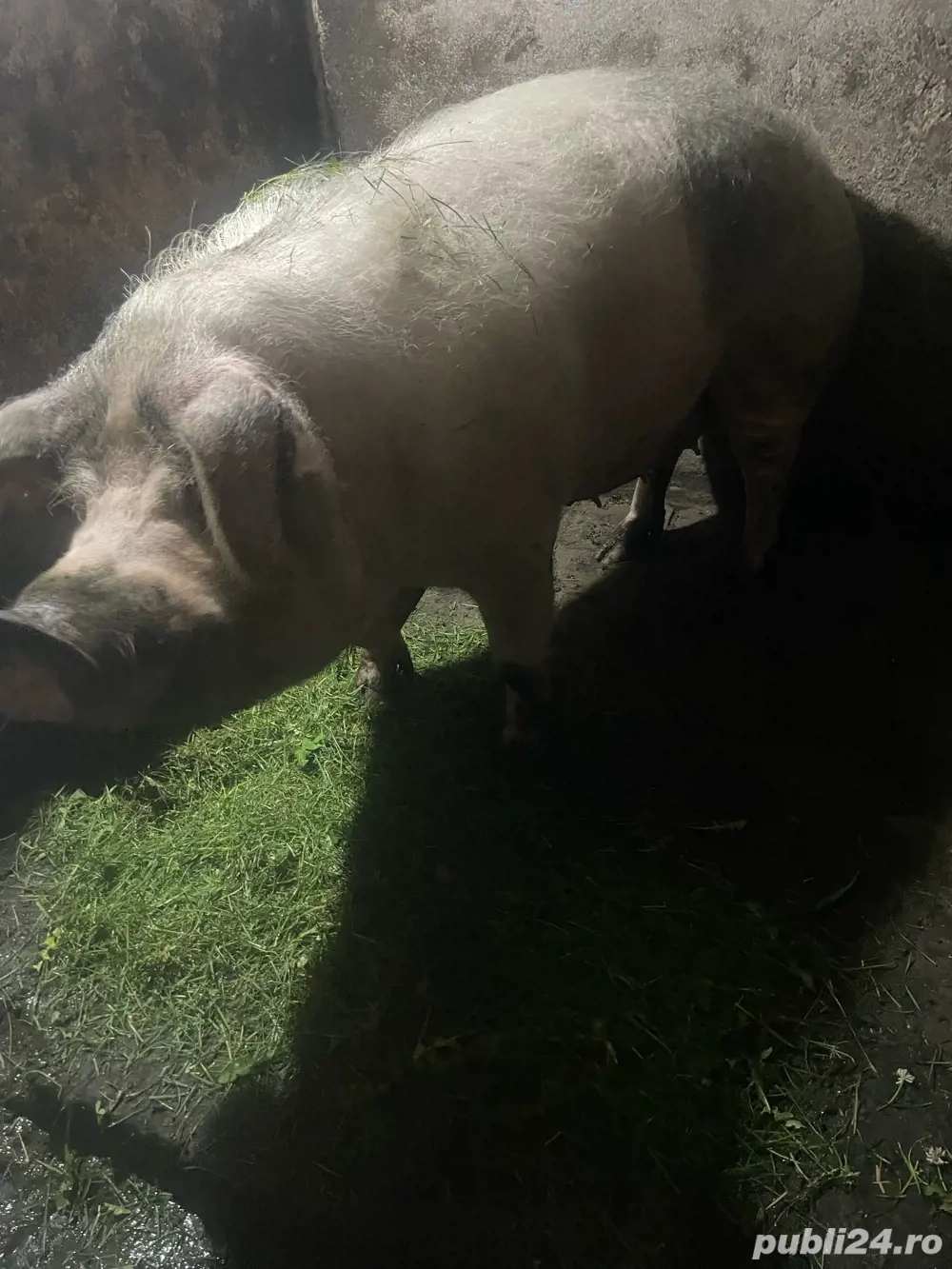 vand porc de casa vand porc de casa