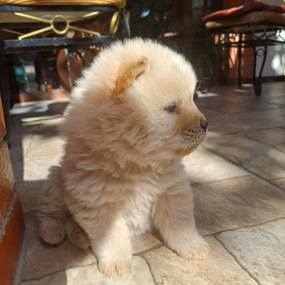 Disponibili pui chow-chow 