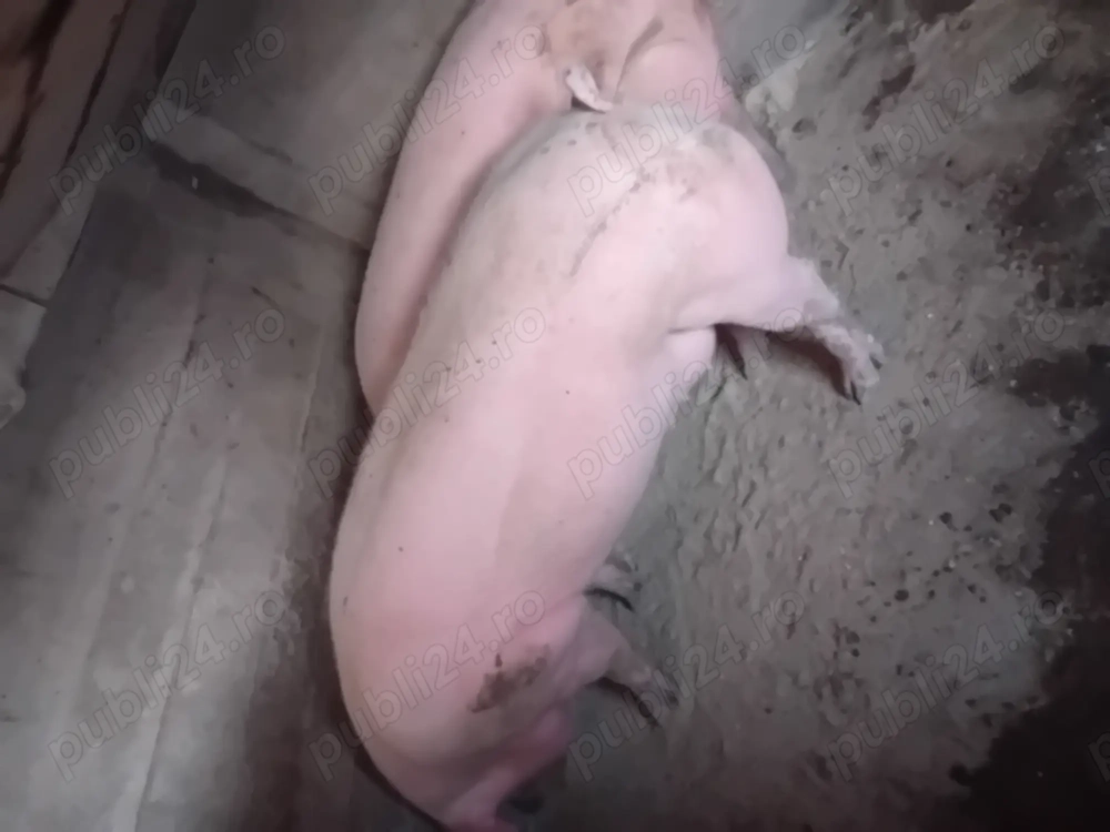 Porc de vanzare...... Porc de vanzare......