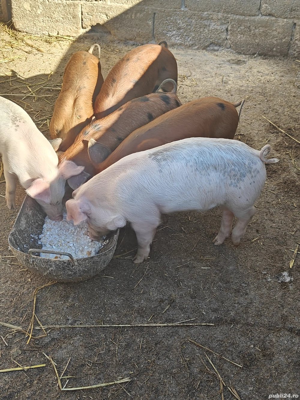 Vând purcei! Vând purcei!