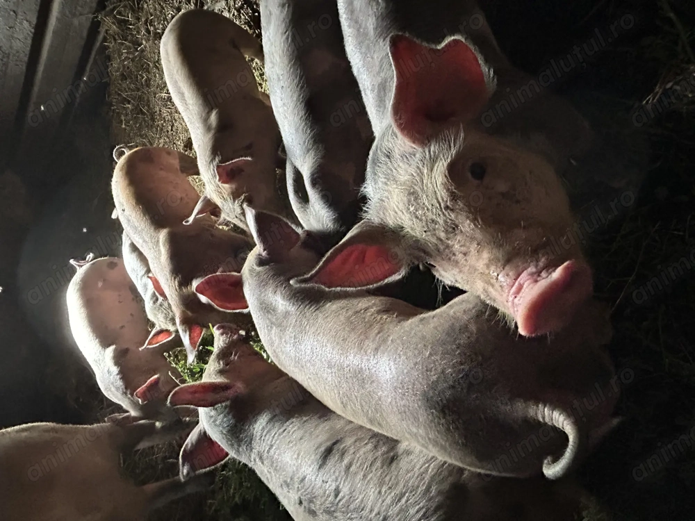 Vând purcei pietrain Vând purcei pietrain