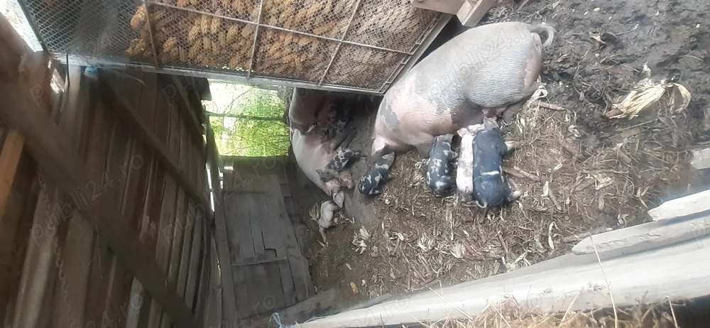 De vanzare porci  De vanzare porci