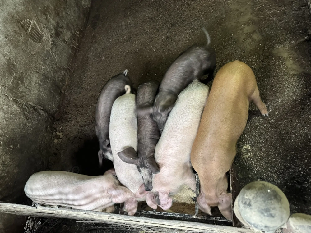 Vand porci Ocna Sibiului 