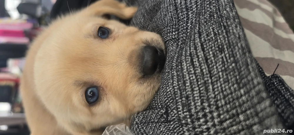 vînd cățeii labrador deparazitati  vînd cățeii labrador deparazitati