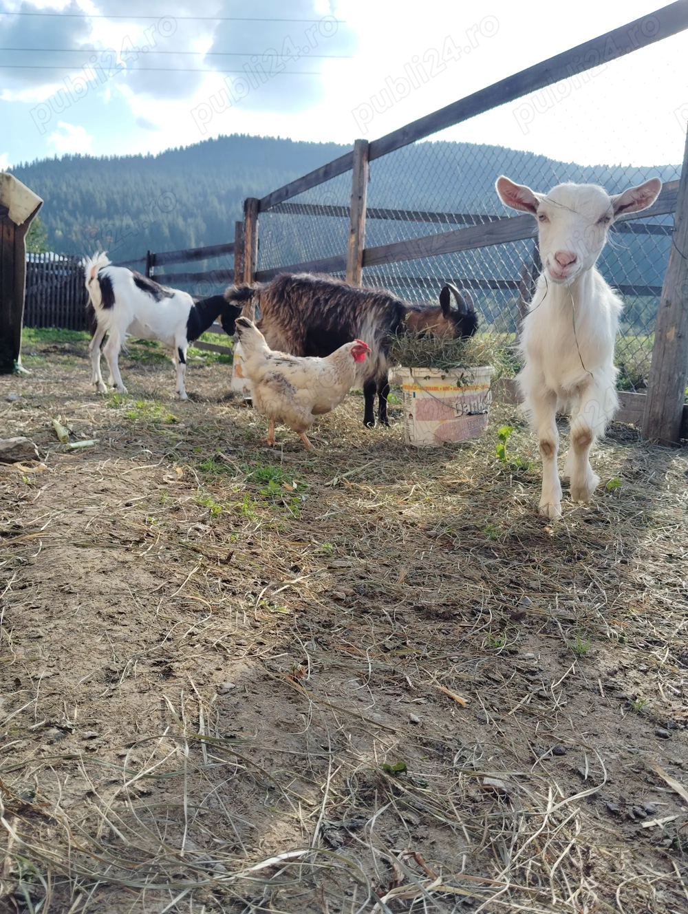 Vând capre Țap Vând capre Țap