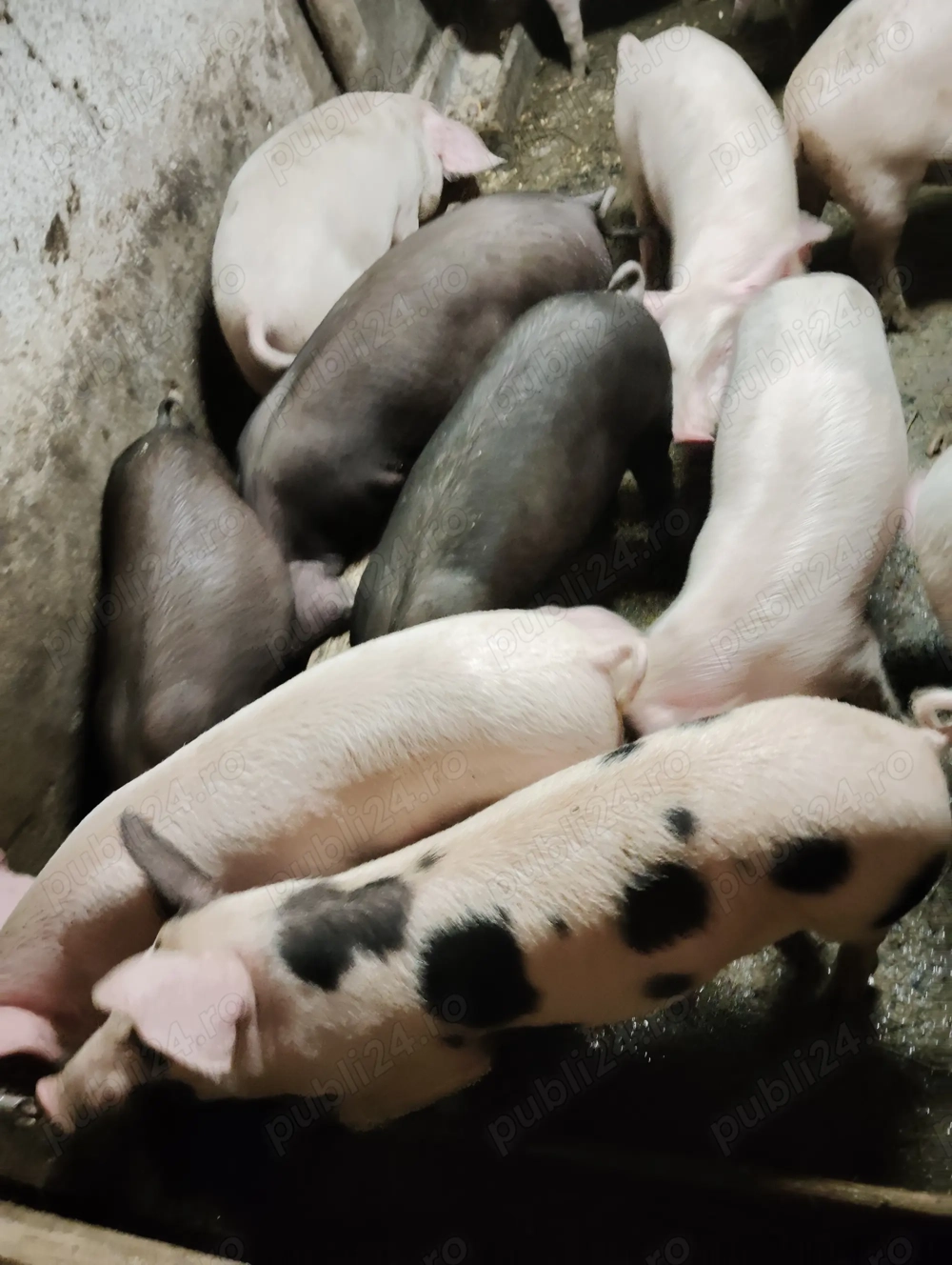 Vând purcei și burlinci