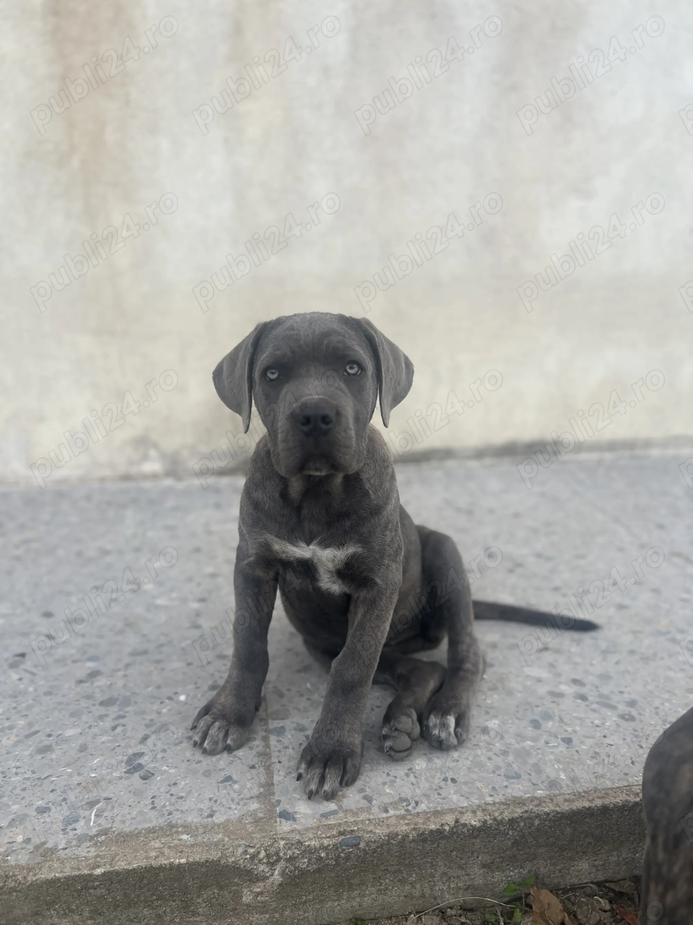 Catei Cane Corso Catei Cane Corso