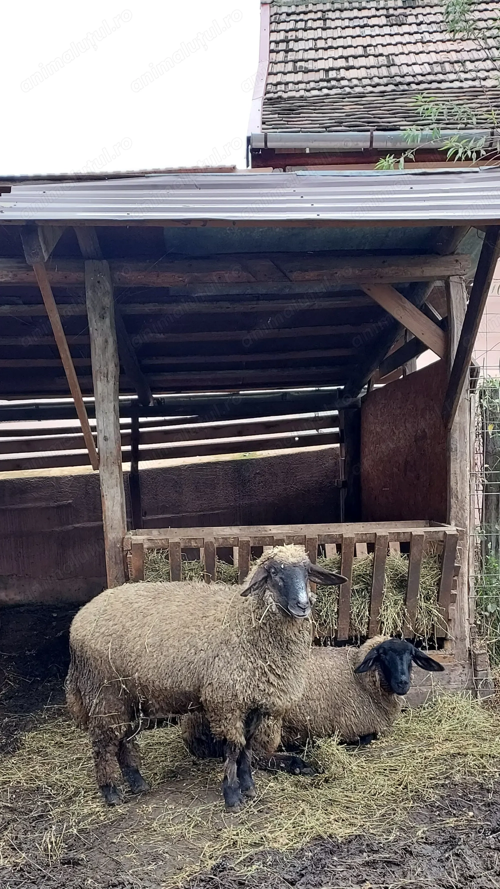 vand mielute rasa suffolk  