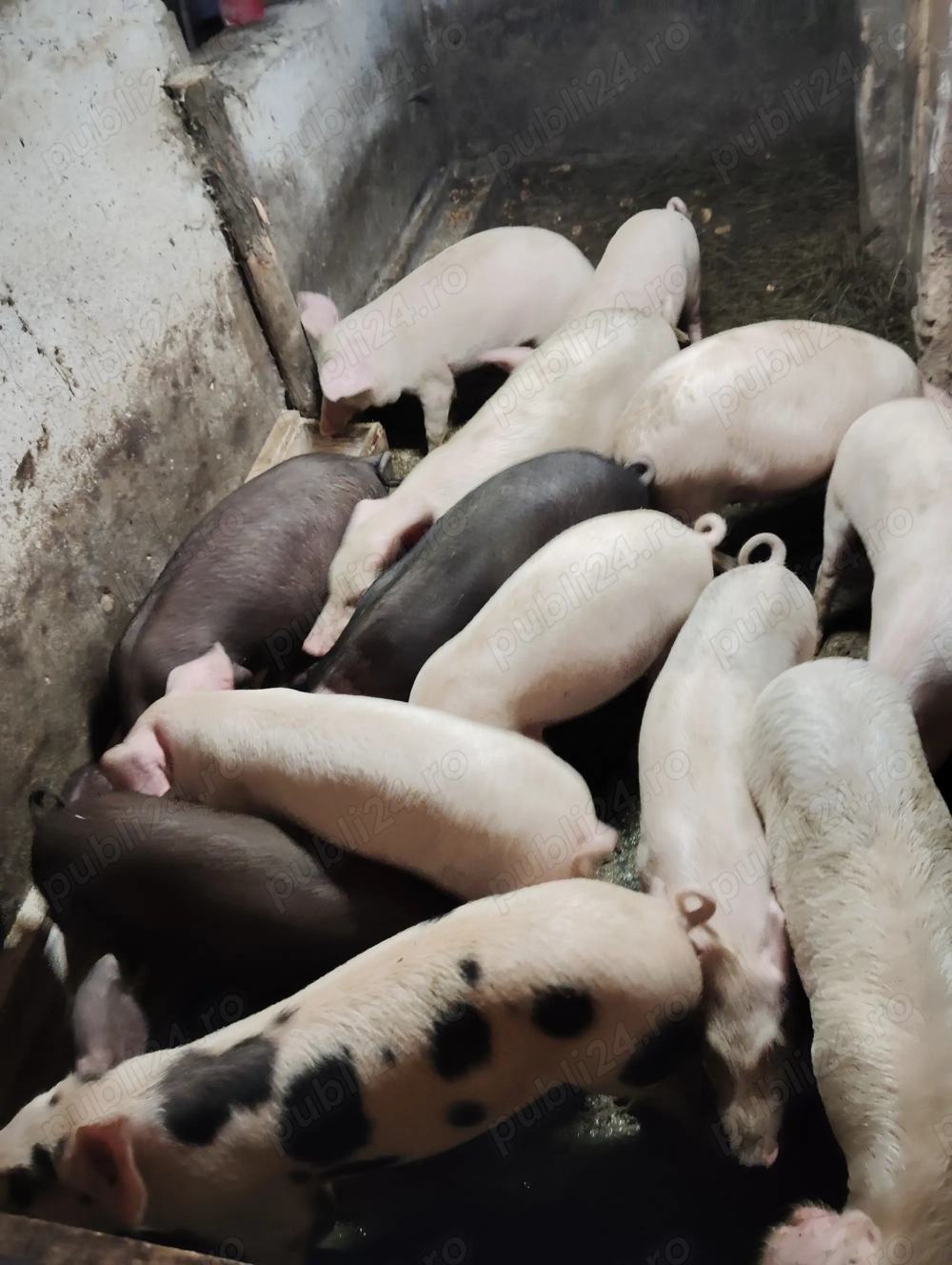 Vând purcei între 20 și 45 Kg