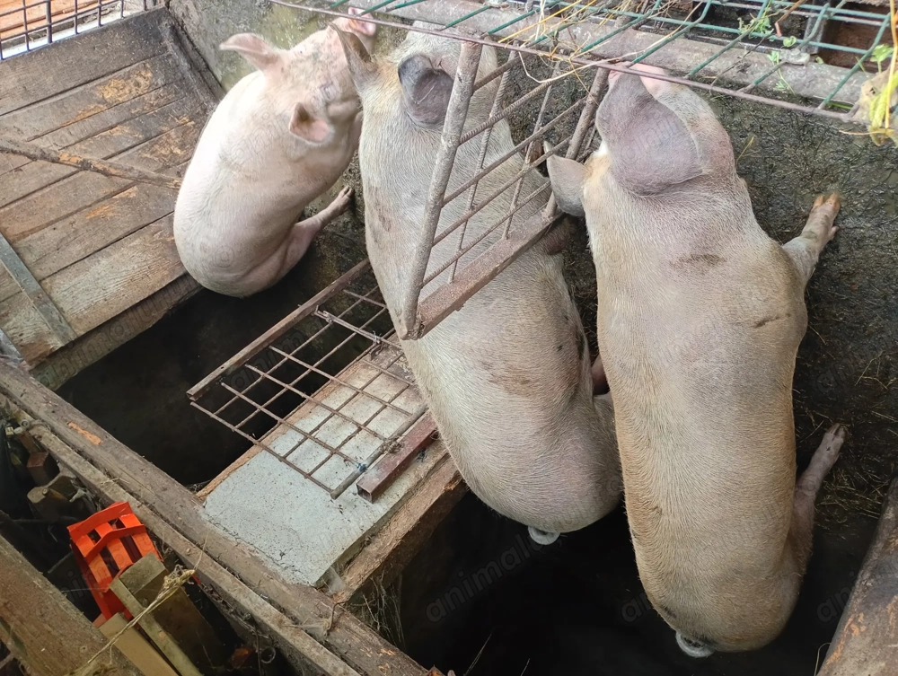 Porci de vânzare  Porci de vânzare