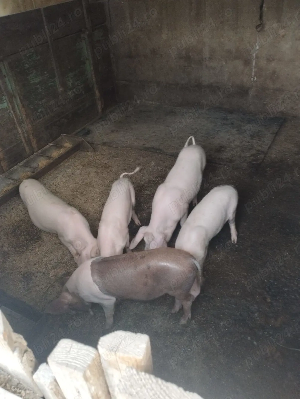 Vand 5 purcei sanatosi