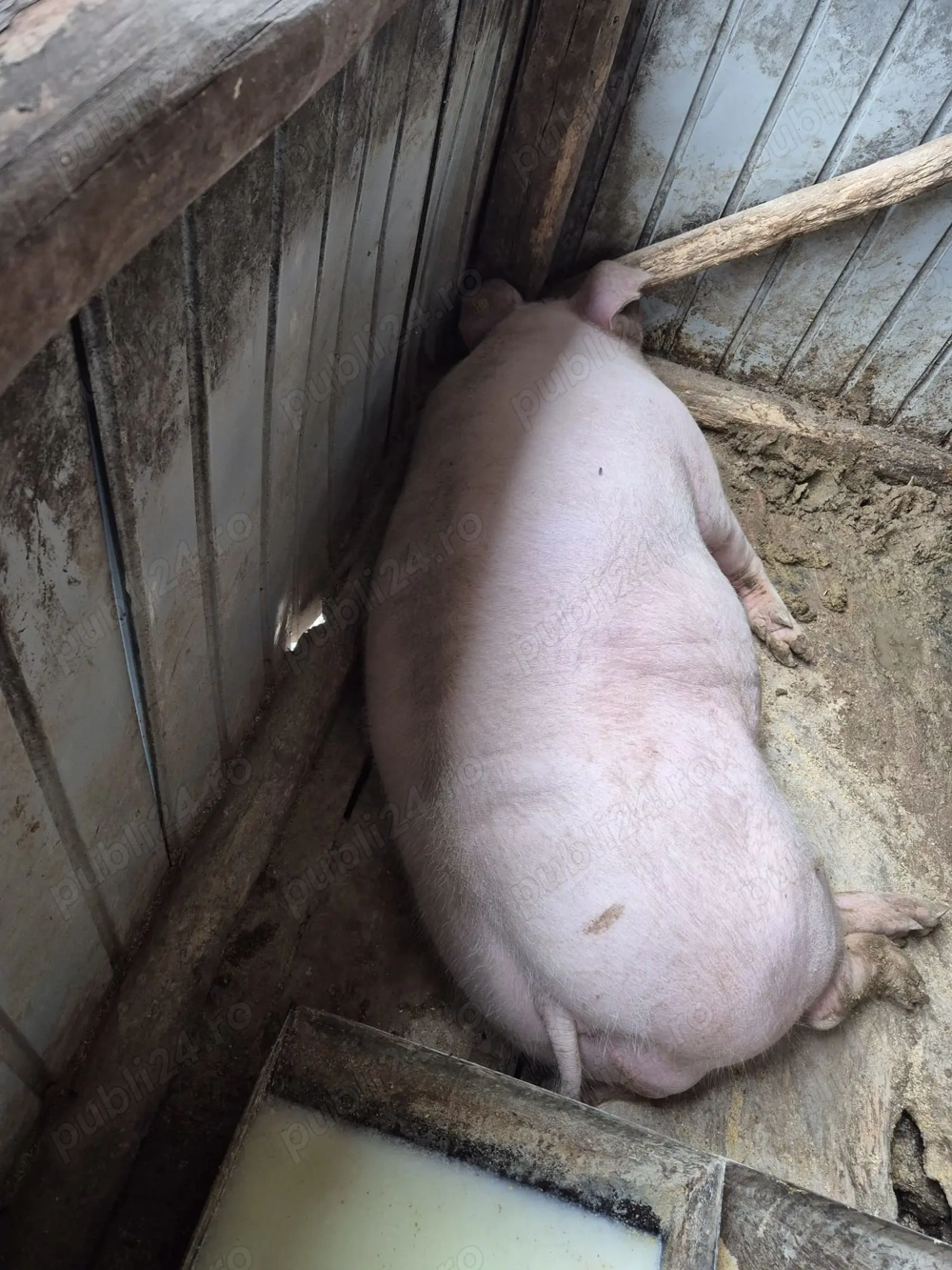 Porci de vânzare (mascul și femelă)